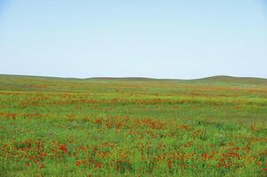 Vessenie fields it is red-allogo a poppy photo