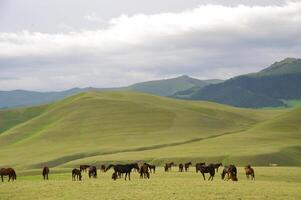 Assy Valley, Almaty Region photo