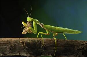 Green mantis in studio photo