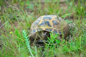 Wild turtle in steppe, in the spring photo