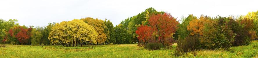 Autumnal park after the rain photo