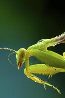 Green mantis in studio photo