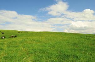 Horses it is passed in the Alpine meadow photo