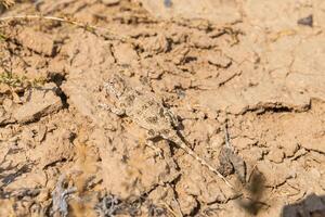 Toadhead agama lizard in its burrow in the sand of the desert photo