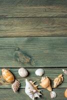 variety of sea shells on a wooden background photo