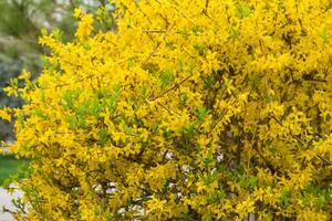 floreciente arboles en primavera foto