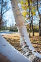 Autumn Park after the first snow in October photo