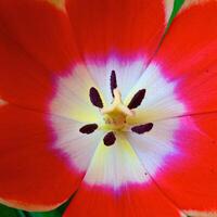 Blossoming tulips in a vase. Colourful flowers photo