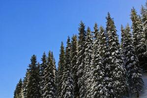 Beautiful fir trees in the mountains photo