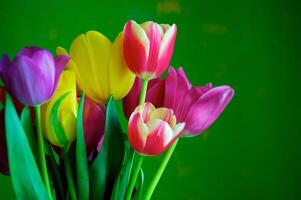 Blossoming tulips in a vase. Colourful flowers photo