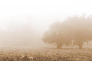 Autumnal trees in the thick fog photo