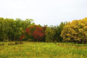 Autumnal trees on the sunset into park photo