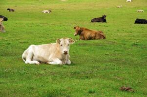 Lying cow on a grass in mountain photo