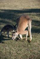 Kangaroos in Phillip Island Wildlife Park photo