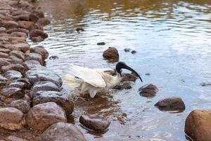 Australian Ibis bird is washing in the lake photo