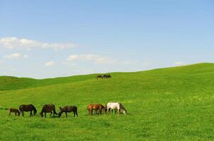 Horses it is passed in the Alpine meadow photo