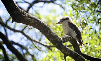 Laughing Kookaburra, Dacelo novaeguineae, in Australia photo