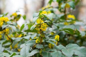 Blooming trees in spring photo