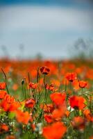 Natural flower background. Amazing view of colorful red poppy flowering. photo