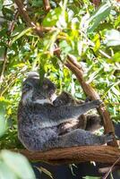 coala en el nacional parque, brisbane, Australia foto