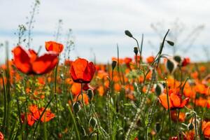 Natural flower background. Amazing view of colorful red poppy flowering. photo