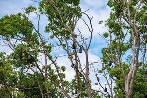 A flock of flying foxes. Australia. Quinsland photo