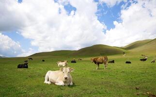 Lying cow on a grass in mountain photo