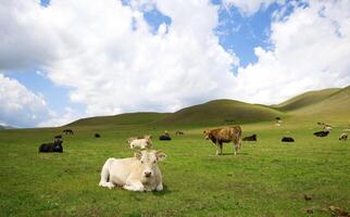Lying cow on a grass in mountain photo