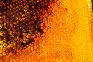 Studio Close-up of Honeycomb photo