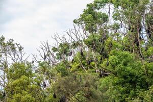 Flying foxes in the tree photo