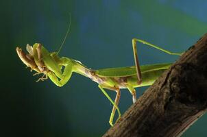 Green mantis in studio photo