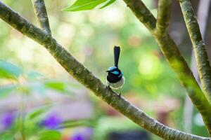 The superb fairywren Malurus cyaneus is a passerine bird in the Australasian wren family. photo