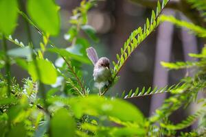 The superb fairywren Malurus cyaneus is a passerine bird in the Australasian wren family. photo