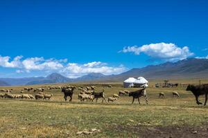 Cattle near the national Kazakh home Urta, Almaty region, Kazakhstan photo