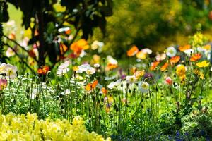 Toowoomba flower festival photo