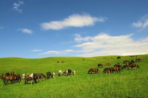 Horses it is passed in the Alpine meadow photo