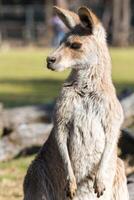 Kangaroo in the National Park, Brisbane, Australia photo