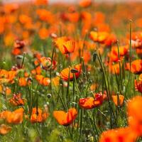 Natural flower background. Amazing view of colorful red poppy flowering. photo