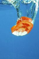 Vegetables in water photo