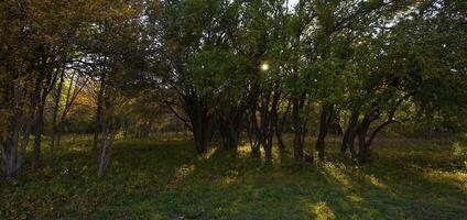 Autumnal trees on the sunset into park photo