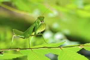 Praying green Mantis close up photo