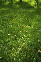 Green grass with yellow dandelions photo