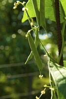 Bean on the branch in the vegetable-garden photo