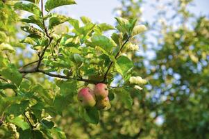 Organic ripe apples ready to pick on tree branches photo