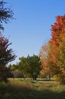 Autumnal trees on the sunset into park photo