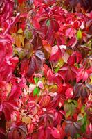 Colorful backround image of fallen autumn leaves photo