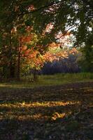 Autumnal trees on the sunset into park photo