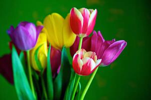 Blossoming tulips in a vase. Colourful flowers photo