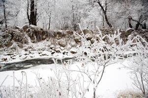 Winter trees in mountains, in the evening photo