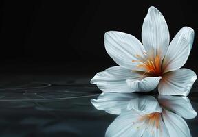 Beautiful flower on a reflective surface minimalist black background photo